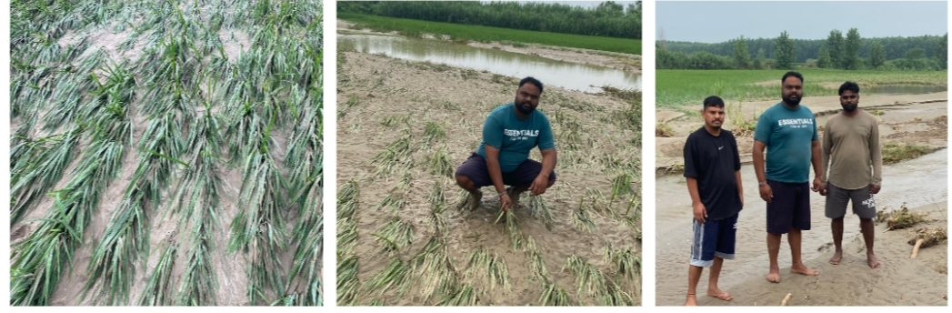 Due to the heavy flow of rain water, 6 fields of the farmer were submerged in water.